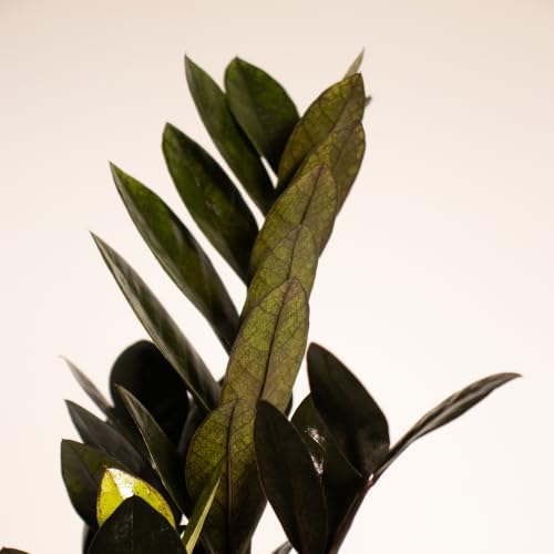 ZZ Plant 2-Pack Raven Black ZZ & Classic Green ZZ Live Indoor Plants United Nursery in 4-Inch Decorative Pots Rare Dark Foliage Houseplants for Home and Office Decor - Image 3