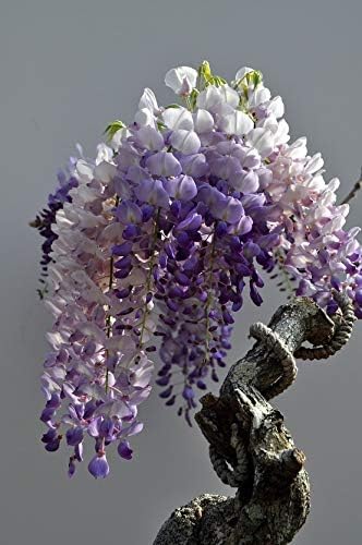 Chinese Wisteria Tree Seeds, Bonsai Seeds, Pack of 30 Bonsai Tree Seeds - Image 3