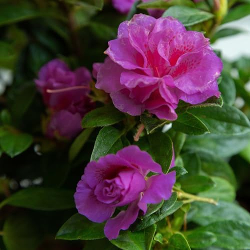 2 Gal. Encore Azalea Autumn Majesty Purple Blooms - Image 3