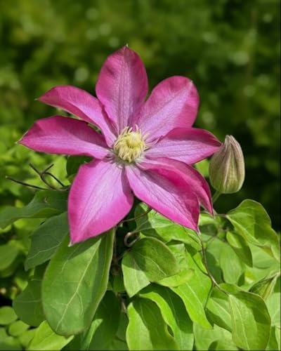 Perennial Farm Clematis 'Pink Champagne' Hybrid – Live Flowering Vine in 4 Quart Container, Large Rose-Pink Blooms with Contrasting Centers, Long Blooming, Ideal for Trellises, Arbors & Containers - Image 3