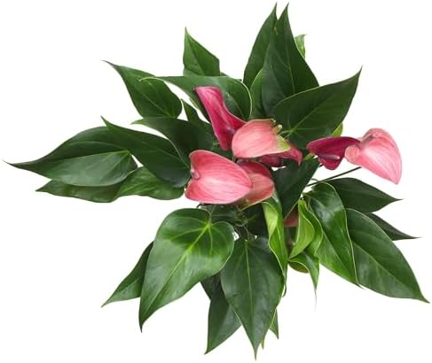 Blooming Purple Anthurium Live Plant Decor (Approx 8-11" Tall), Easy to Grow Flowering Houseplant in 4" White Pot by Plants for Pets - Image 4