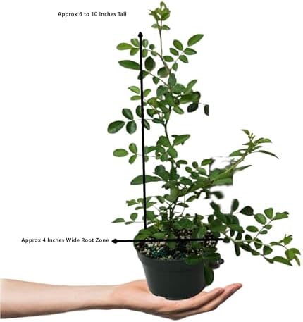 Seven Sisters Climbing Rambler Rose - Antique Heirloom Rosa Hybrid - Live Plant - Fragrant Spring Bloom - Double Pink Flower - Emerald Goddess Gardens Starter Sz 4 Inch Pot - Image 4