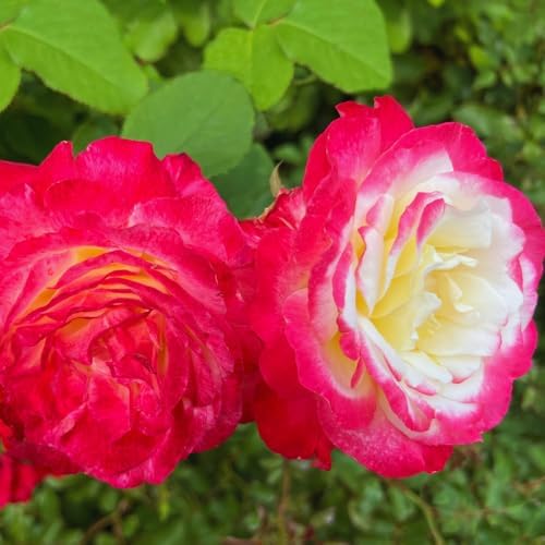 Double Delight Climbing Roses Live Plant, Rose Bush Plant, 5-7 Inch Tall - Image 2
