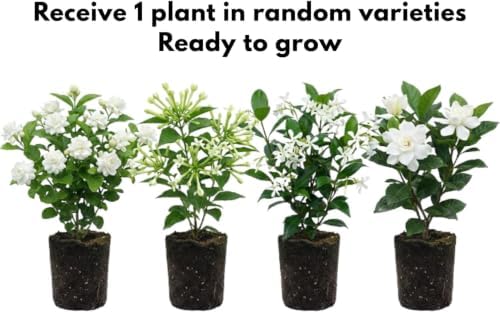 Random Jasmine Vine Live Plant, Patio Container Flower, 4-7 Inches - Image 3