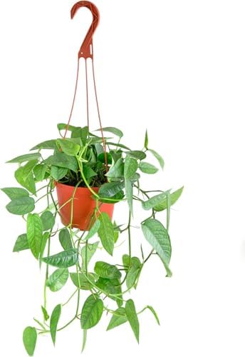 Shop Succulents Epipremnum Pinnatum Cebu Blue Hanging Plant, Live Indoor Plant, Easy Care Hanging Ivy Houseplant in Nursery Pot, Air Purifying Plant in Soil, Housewarming, Home Décor, Hanger Included by ShopSucculents