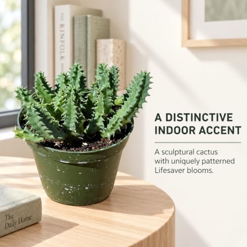 Rare Life Saver Cactus Live Plant - Huernia Zebrina Indoor Succulent Gift - Image 6