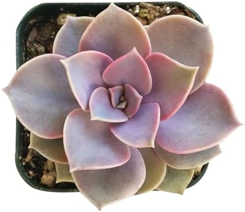 Echeveria Perle Von Nurnberg - Colorful 2 inch Succulents - Live Mini Succulent Plants Fully Rooted, Easy Care Indoor and Outdoor, Home and Garden Decor, Wedding Party Favor - Image 2