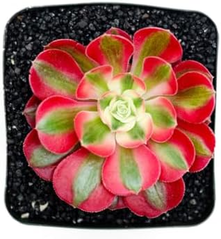 Aeonium Pink Witch Live Succulent (4" Plant Pot), Succulents Plants Live, Succulent Plants Fully Rooted, Rare House Plant for Home Office Decoration, DIY Projects, Party Favor Gift - Image 3