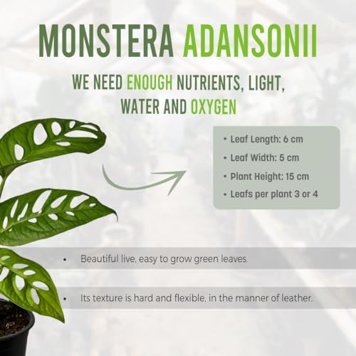 LEAL PLANTS ECUADOR Monstera Adansonii Swiss Cheese Plant (Pack of 2) Indoor houseplant | Live Plant Easy to Grow Indoor| Air Purifying Indoor Plant, Unique Gift for Plant Lovers - Image 3