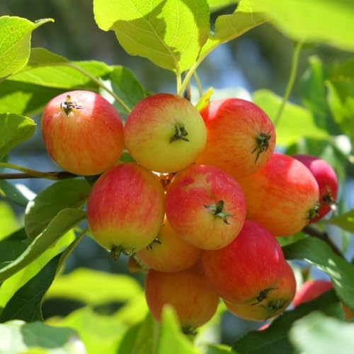 Crabapple Tree Live Plant, 5-8 Inch Tall Crabapple Fruit Seedling - Image 4