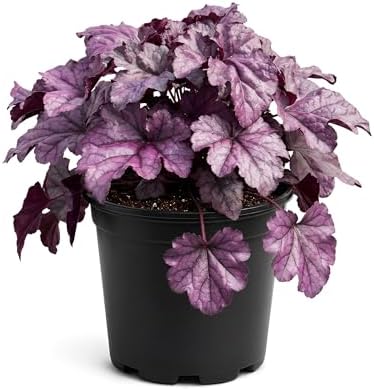 Heuchera (Coral Bells) - Shades of Purple, Live Shade Perennial, 10" Tall by 6" Wide in 2 Qt Pot by TheThreeCompany
