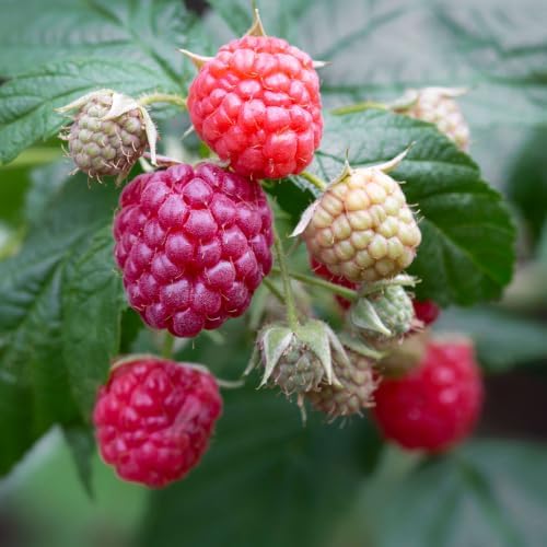 2 Red Raspberry Live Plants, 4-8" Tall Fruit Starters - Image 2