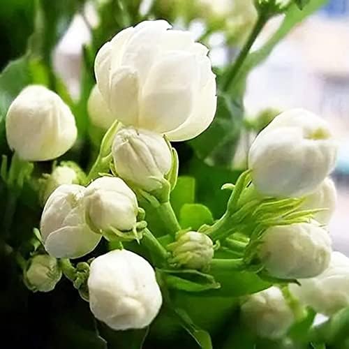 100+ Climbing Jasmine Flower Seeds Fragrant Plant for Planting Garden Home Four Seasons Evergreen Silver Jasmine Garden Balcony Climbing Flower Non-GMO by VISTATUSEED