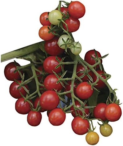 Park Seed Cherry Tomato Seeds, Planting Vegetables, Easy to Grow, Non-GMO, Variety of Colors and Sizes, Spring Garden, Candyland Red Hybrid, Pack of 30 by ParkSeed