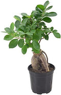 Arcadia Garden Products LV61 Ginseng Ficus Live Indoor Bonsai Plant in 4 in. Plastic Grower Pot, Green, **Sold By Amazon and Arcadia Garden Products** by Unknown