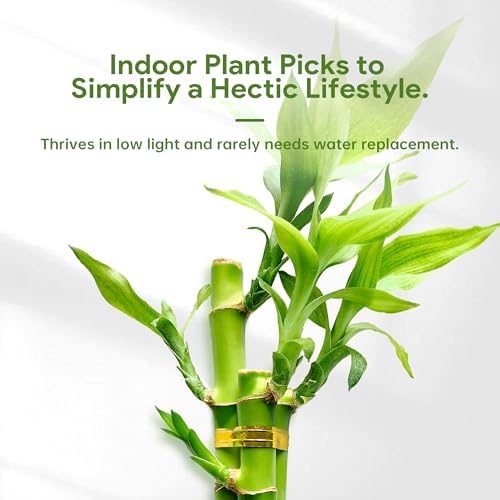 3 Stalks Lucky Bamboo Plants Indoor Live - Multi-Height Set (2x4 & 1x6) for Good Luck & Prosperity - Easy Care Houseplant, Home Office Decor Gift Ready - Image 4