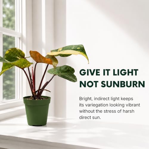 Philodendron Orange Princess Live Plant, Rare Variegated Houseplant - 4" - Image 5