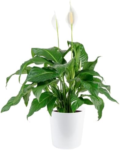 Costa Farms Peace Lily, Live Indoor Plant, Air Purifying, White Blooms by Unknown