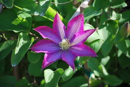 Perennial Farm Clematis 'Pink Champagne' Hybrid – Live Flowering Vine in 4 Quart Container, Large Rose-Pink Blooms with Contrasting Centers, Long Blooming, Ideal for Trellises, Arbors & Containers - Image 5