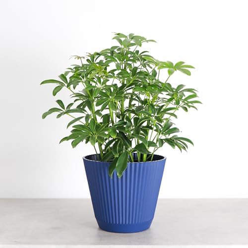 Live Arboricola Umbrella Tree Plant, Schefflera Arboricola, 6" Pot - Image 3
