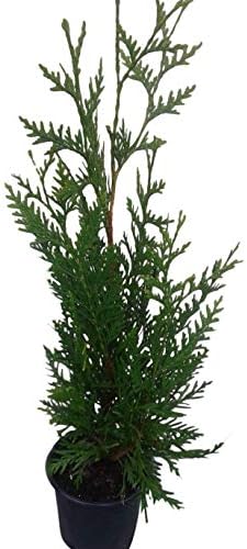 Thuja Evergreen Shrub, Green Giant Arborvitae, Quart Pot - Image 6