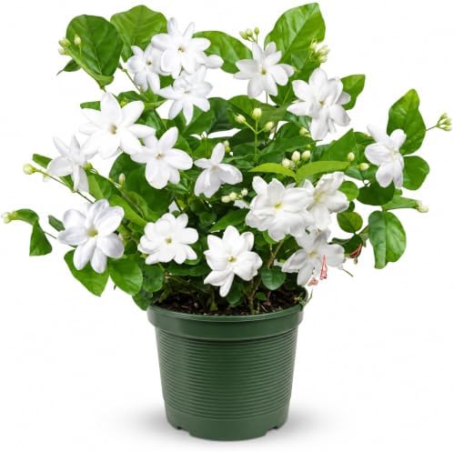 Sambac Arabian Jasmine Live Plant, Rare Fragrant Indoor Outdoor Houseplant by NYCitySucculents