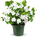 Sambac Arabian Jasmine Live Plant, Rare Fragrant Indoor Outdoor Houseplant by NYCitySucculents