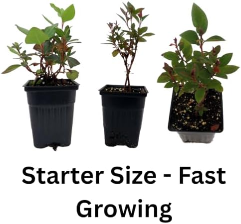 Red Rhododendron Live Plant, Blooming Bush Plant, 4 Inch Tall, 4 Inch Pot - Image 4
