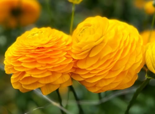 Yellow Peony Ranunculus Bulbs- Persian Buttercup -10 Corms Bulbs Perennia - Image 5