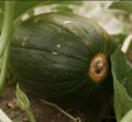 Tatume Squash Seeds (Cucurbita Pepo) – Also Known as Calabacita, Tatuma, or Mexican Round Zucchini – 30+ Non-GMO Heirloom Seeds by Isla’s Garden Seeds, Vigorous Vining Summer Variety, Heat-Tolerant by IslasGardenSeedsCompany