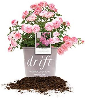 Perfect Plants Sweet Drift Rose Live Plant, 1 Gallon, Pink Ground Cover by PerfectPlantsNursery