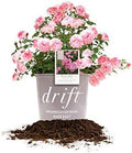 Perfect Plants Sweet Drift Rose Live Plant, 1 Gallon, Pink Ground Cover by PerfectPlantsNursery