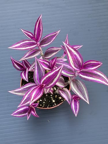 Pink Wandering Jew Live Plant - Tradescantia Pink Paradise, Vibrant Foliage Indoor Houseplant, Air Purifier, Easy to Grow for Home and Office - Image 4