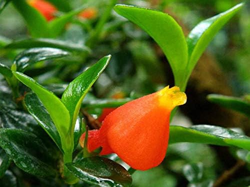 Goldfish Plant 6" Hanging Pot -Profuse Bloomer Plant - Image 2