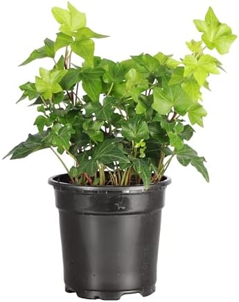 Live Hahn's Green Ivy Plant, Vining Indoor Plant, 4" Pot - Image 3