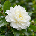Sea Foam Camellia Shrub - 16-22" Tall Live Plant - 3 Gallon Pot by Unknown