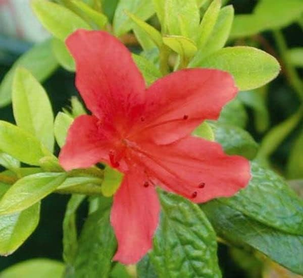 Buccaneer Azalea, Live Evergreen Flowering Shrub, 3 Gallon by BloomingBeautiful