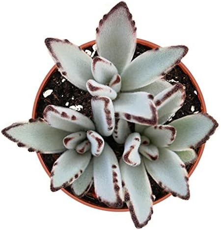 Sprout N Green Kalanchoe Tomentosa Panda Plant with 4 inch Starter Pot, Rare Live Succulent Plant Fully Rooted, Home Office Indoor Outdoor Wedding Decoration DIY Projects Party Favor by SproutNGreen