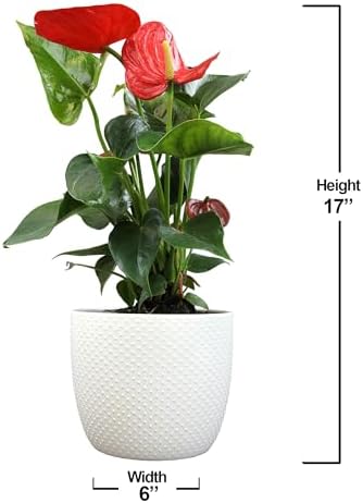 6" Red Anthurium Live Plant Decor, Live House Plants, Anthuriums Live Plants Indoor Plants Live Houseplants, Real Plants Indoor Live Plants, Easy Plant Lover Gifts for Plant Lovers by Plants for Pets - Image 4