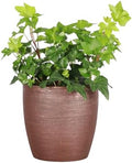 Live Hahn's Green Ivy Plant, Vining Indoor Plant, 4" Pot by ThorsensGreenhouse