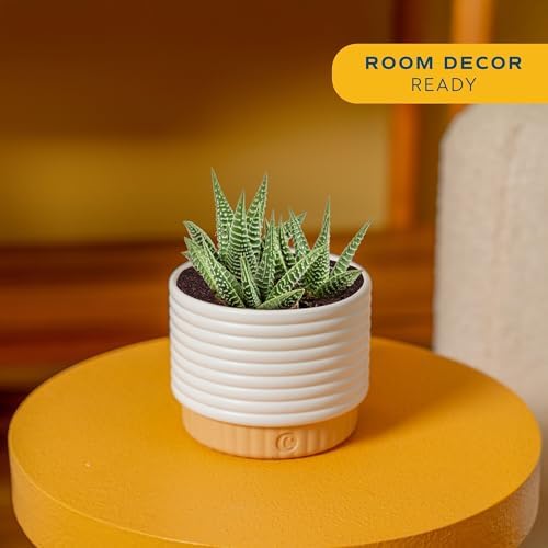 Costa Farms Succulent, Live Indoor Plant, Easy Care, Home Decor - Image 2