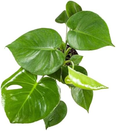 American Plant Exchange Monstera Deliciosa – Live 4-Inch Pot in Stylish Pot Cover, Easy-Care Split Leaf Vine, Low-Maintenance Air Purifying Houseplant for Home, Office & Garden Décor - Image 3