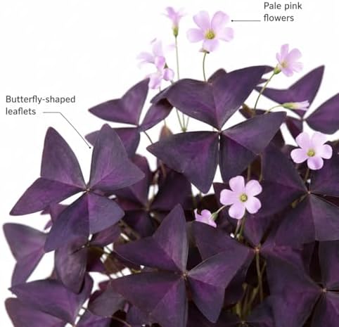 12 Purple Shamrock Bulbs for Planting, Oxalis Bulbs, Oxalis Triangularis - Image 2