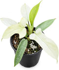 Philodendron Florida Ghost Live Plant - Rare Indoor Foliage House Plant by NYCitySucculents