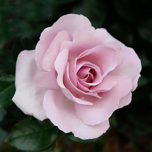 Heirloom Floribunda Roses, Live Own Root Plant, Le Petit Prince® by HeirloomRoses