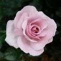 Heirloom Floribunda Roses, Live Own Root Plant, Le Petit Prince® by HeirloomRoses