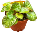 Begonia Manaus Live Plant - Red and Green Rare Indoor Rex Houseplant by NYCitySucculents
