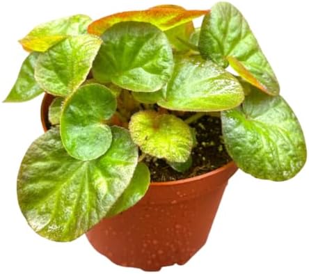 Begonia Manaus Live Plant - Red and Green Rare Indoor Rex Houseplant by NYCitySucculents