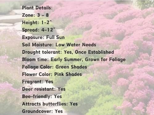 Creeping Thyme - Live Plant in 3.5" Pot - Image 6