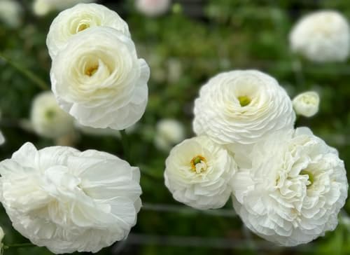 Mixed Peony Ranunculus Bulbs- Persian Buttercup -10 Corms Bulbs Flowering Blooms Perennial Bulbous Root Garden Plant (White) - Image 2
